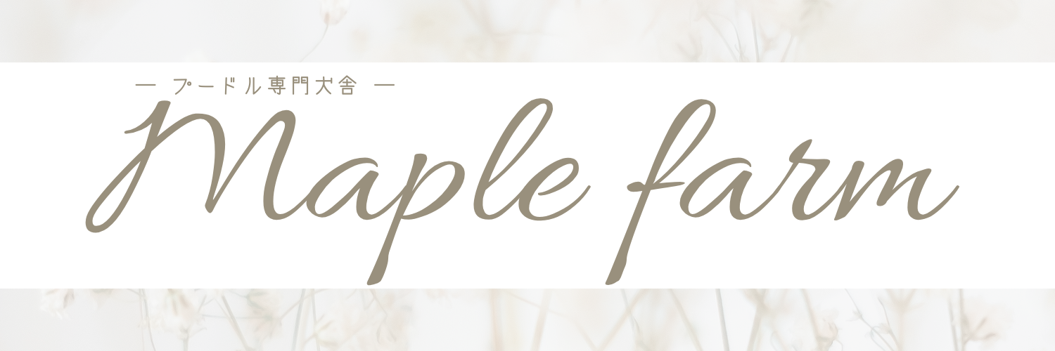 プードル専門犬舎Maple-farm