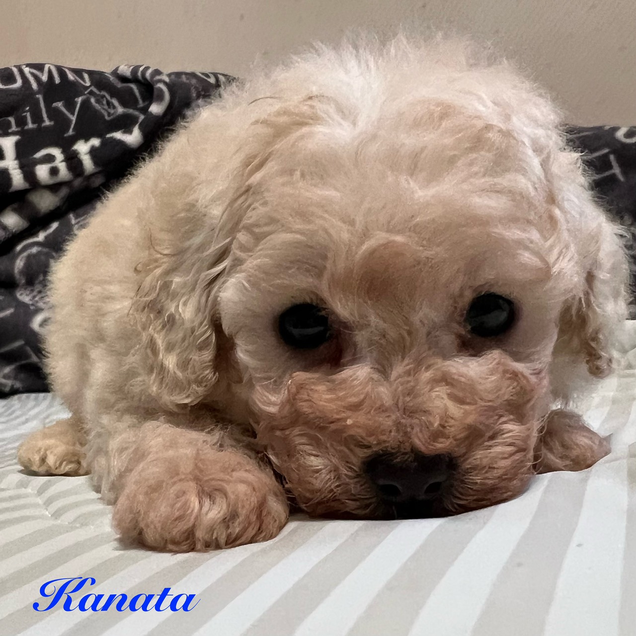 奏多君 メイン写真